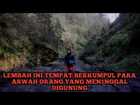 Video: Memaksa Teratai Lembah Di Rumah