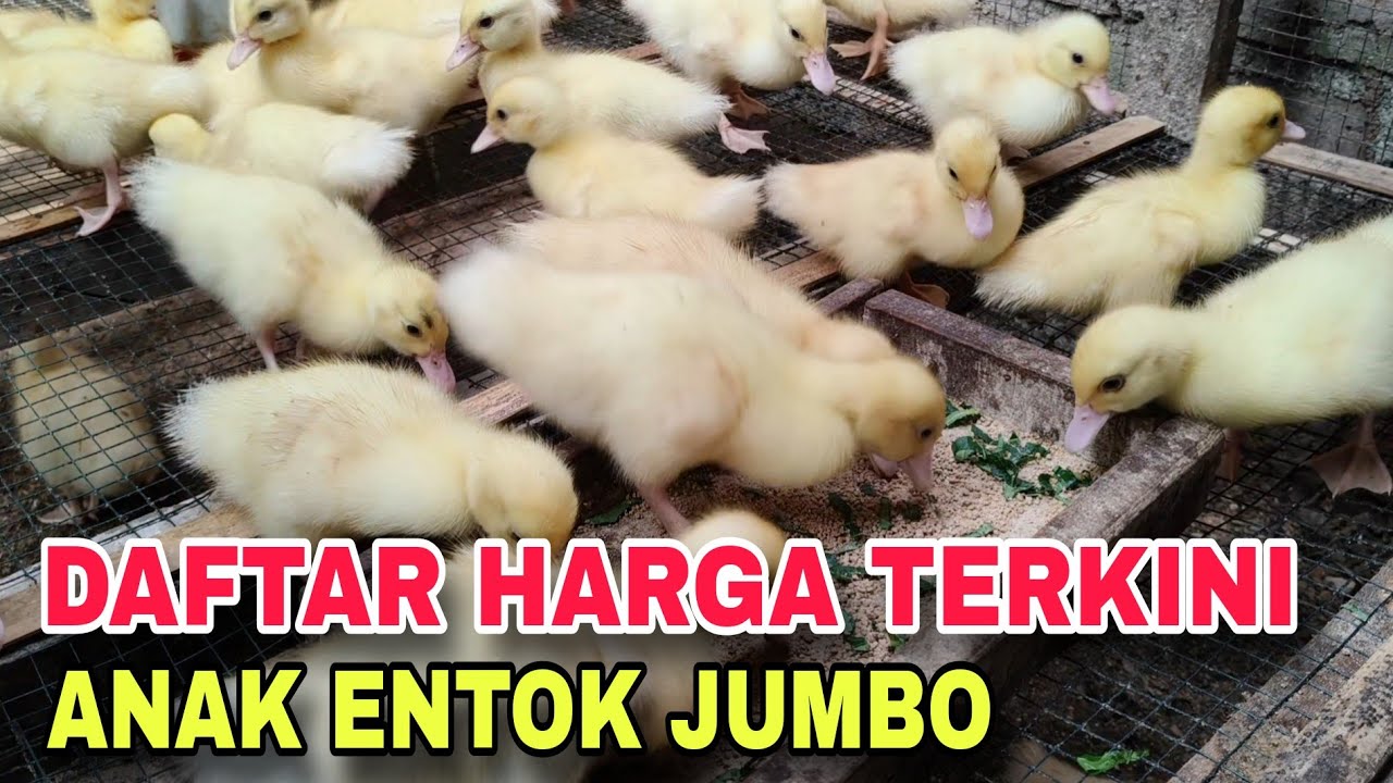 Daftar Harga Terkini Anak Entok Jumbo 