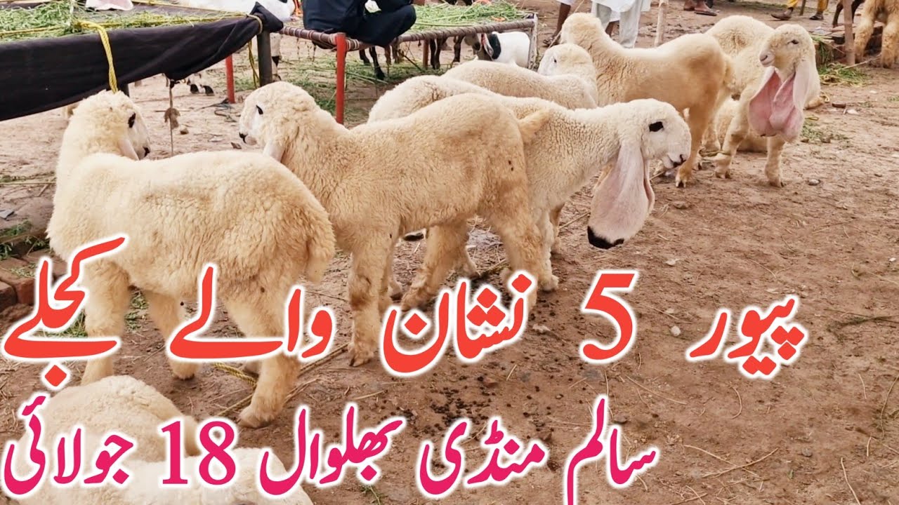 Pure 5 Neshan Wale Kajle Kakke Lele | Salem Mandi Bhalwal || Global Village Farming