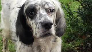 Hugo The English Setter Rescue