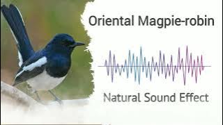 Oriental Magpie-robin | Natural Sound Effects