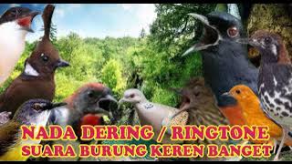 KICAUAN PRENJAK KEPALA MERAH NADA DERING||RINGTONE SUARA BURUNG MERDU BANGET NADA DERING JERNIH