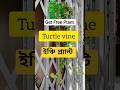 Turtle vine care🌿Creeping Inchplant Free😯 #shorts #plants #shortvideo #nature #viralvideo