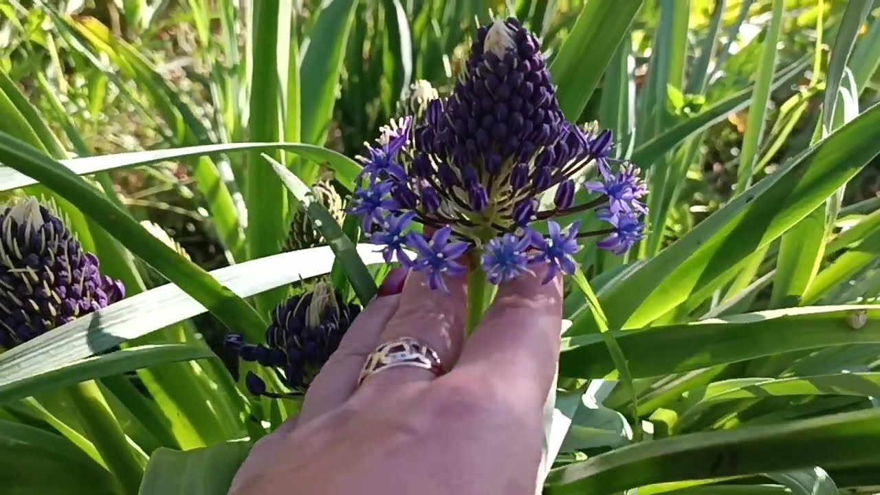 Прогулянка садом у Великдень. Привітання. Сцила перуанська.