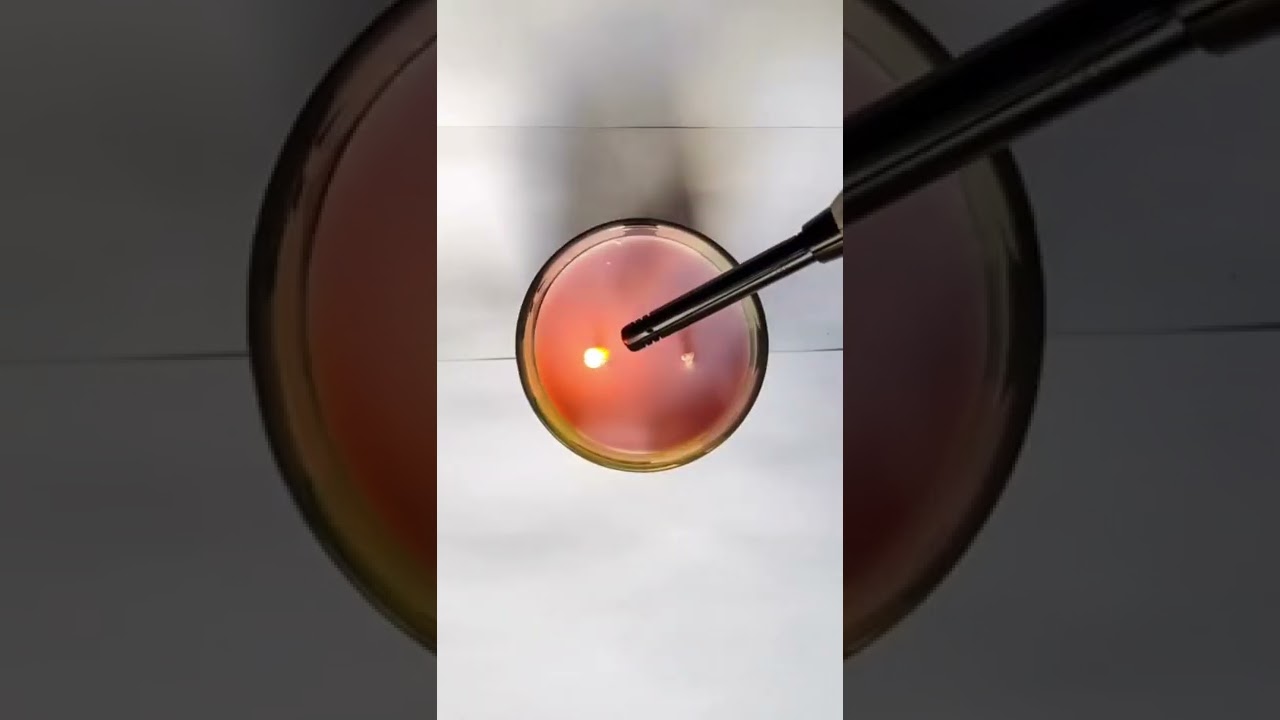 Avocado candle?? Yes, it’s real PLUS a surprise inside! 😯 