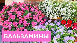 БАЛЬЗАМИНЫ! Все секреты выращивания и ухода