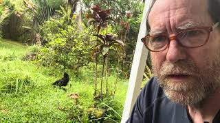 Tame 'Em, Train 'Em, Get Eggs: From Feral to Domestic 1st Steps