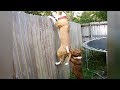 DON'T GIVE your DOG COFFEE! - Super FUNNY HYPER DOGS videos