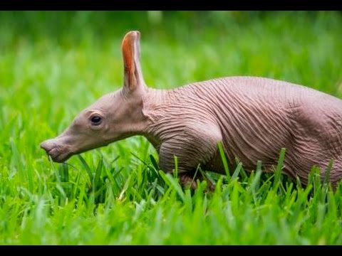 New Baby Aardvark | Busch Gardens Tampa Bay