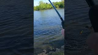 Pulling in a Big Pond Bass