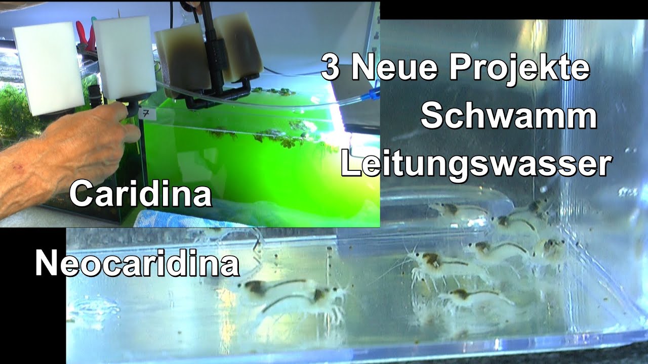 Neuer Filter Schwamm im Test Neocaridina auf Leitungswasser als neues  Projekt starten 