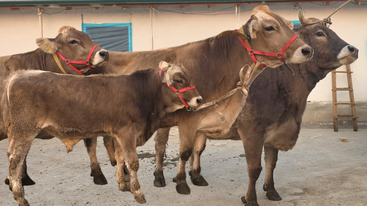 😱 German Shved Savay Shvdlar Makoni Daxshat 