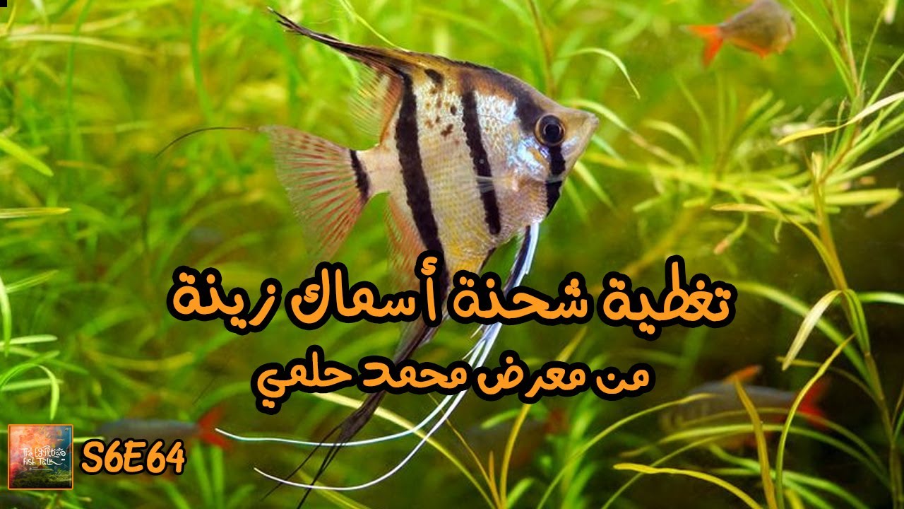 S6E64 - تغطية شحنة أسماك زينة من معرض محمد حلمي