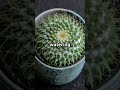 Cactus Facts You Won’t Believe! 🌵🤔"