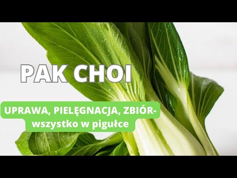 Wideo: Pielęgnacja Bok Choy: Wskazówki dotyczące uprawy roślin Bok Choy