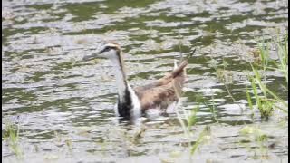 Batu Gajah waterbirds. Pheasant-tailed Jacana.