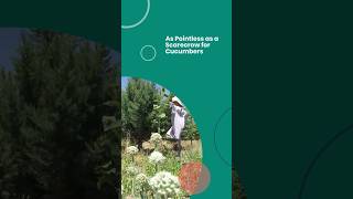 As Pointless as a Scarecrow for Cucumbers  #dailydevotional #fearnot #anxietysupport #bibleverse