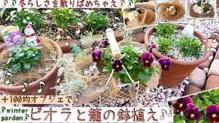 【ガーデニング】冬の庭作り/カゴ鉢のメリット/もみの木もどき/ミニパンジー摘心20日後/ゼラニウム剪定1ヶ月後