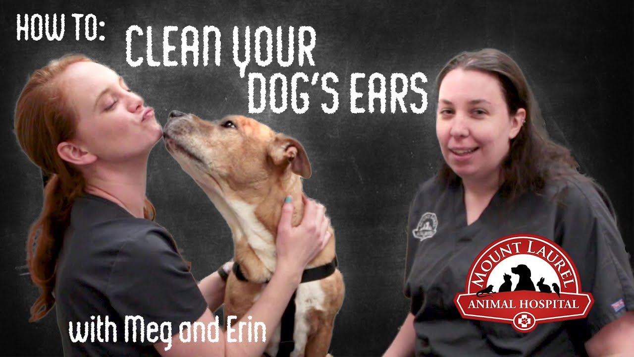 How To Clean Your Dog's Ears YouTube