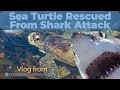 Sea Turtle Rescued From Shark Attack - Photographer&#39;s Freedom Vlog