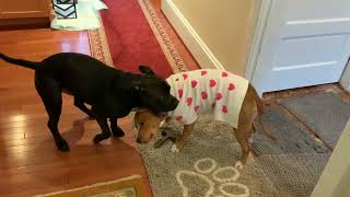 Meet Sunny A Terrier American Pit Bull Currently Available For Adoption 252026 12653 Am