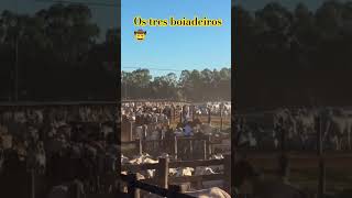 Os modão raiz#agro #viral #pecuarista #fazenda #gado #cavalo #boi #nelor