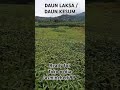 Daun laksa /daun kesum herbal ready toko pedia  jasmineherb99 dengan harga terjangkau