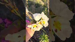 Flowers Algarve #algarvetourism #farmhouse #casaportuguesa