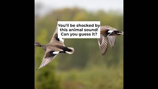 What Animal Makes This Sound? | 3-Question Game, Zoo In The Car screenshot 5