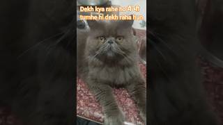Viral cat video #cat #catshorts #cute #shorts #cutepets #funny #kitten #kitty #catblogger