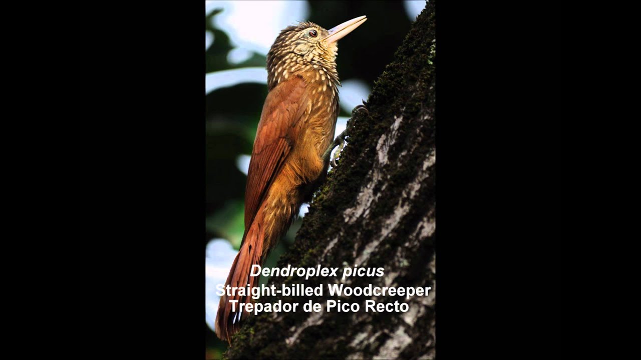 Straight-billed Woodcreeper