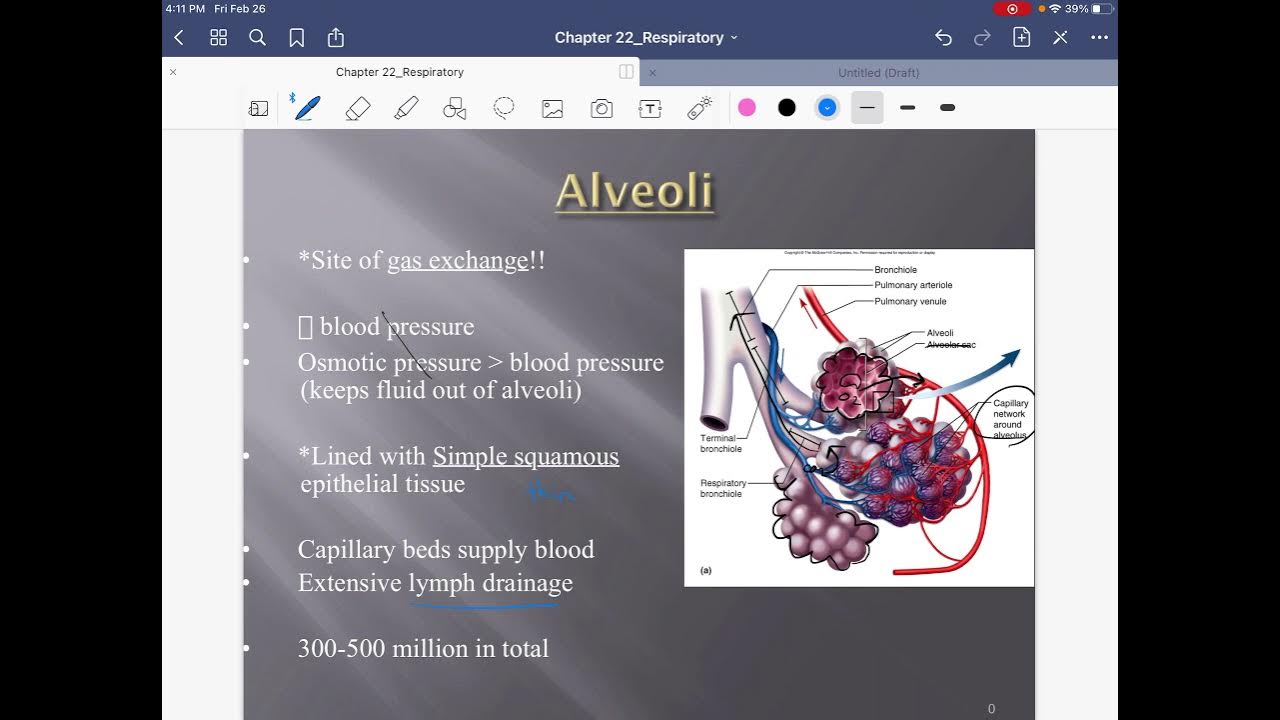 Respiratory System Part 2 YouTube