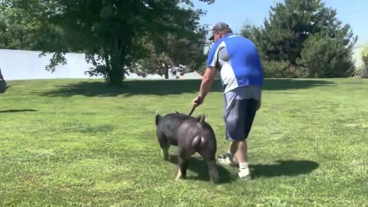 Shipley Swine Genetics Berkshire Boar “Papi”