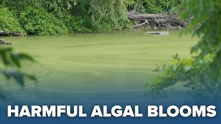 'Better safe than sorry': Experts warn about dangers of harmful algal blooms in Ellicott Creek
