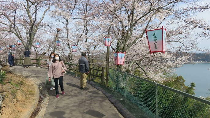 東広島の花見スポット 安芸津町の正福寺山公園 夜ver Youtube