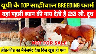 5 star sahiwal cow breeding farm lucknow up/यहां ब्रीड फीड का मैनेजमेंट देख दिल खुश हो गया ||