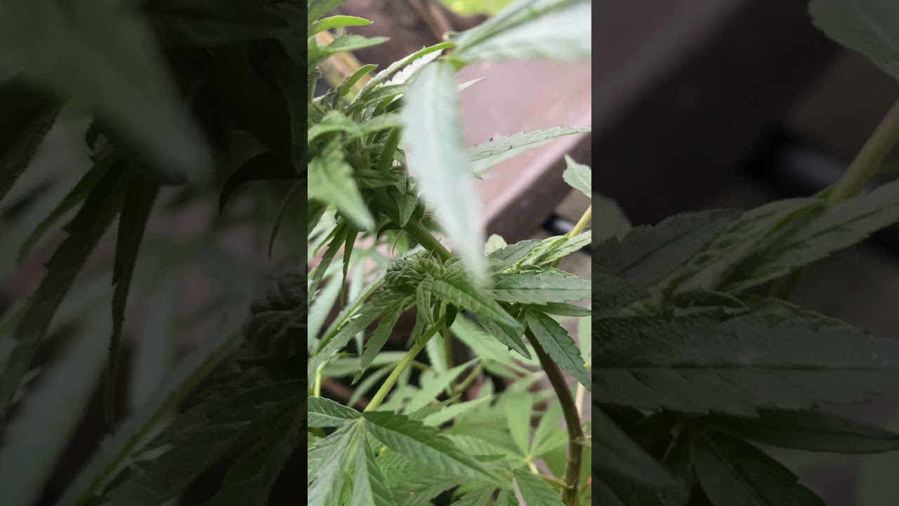 UK GORILLA GROW (FIRST SEASON) update Oct 16