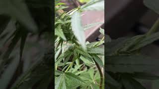 UK GORILLA GROW (FIRST SEASON) update Oct 16