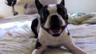 Excited Boston Terrier runs in circles for playtime