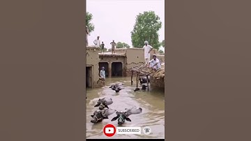 #short #shorts #shortsvideo #flood #flooding #floodalert #floodinpakistan #floodupdate