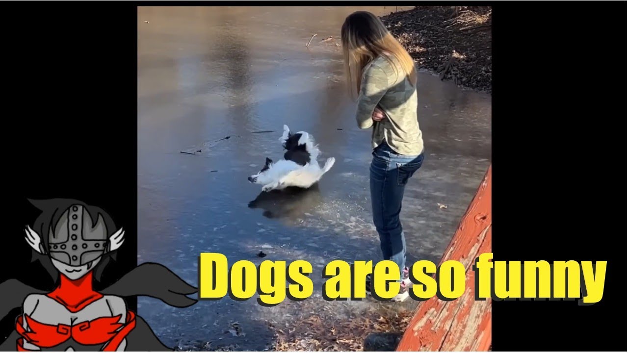 Самые смешные видео с собаками (часть 2) | Daily Dose Reaction