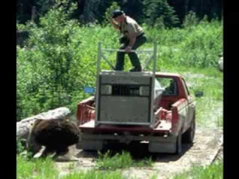 bear attacks ranger