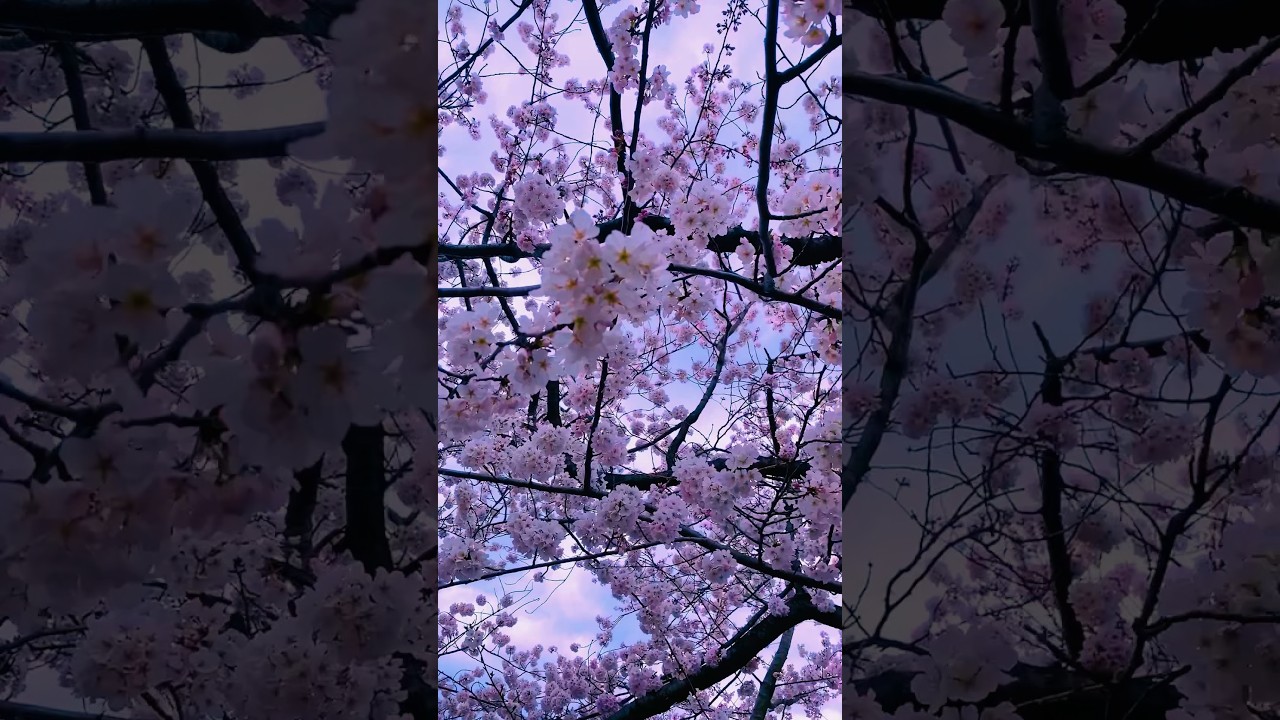 Social Media vs. Reality (cherry blossom edition)