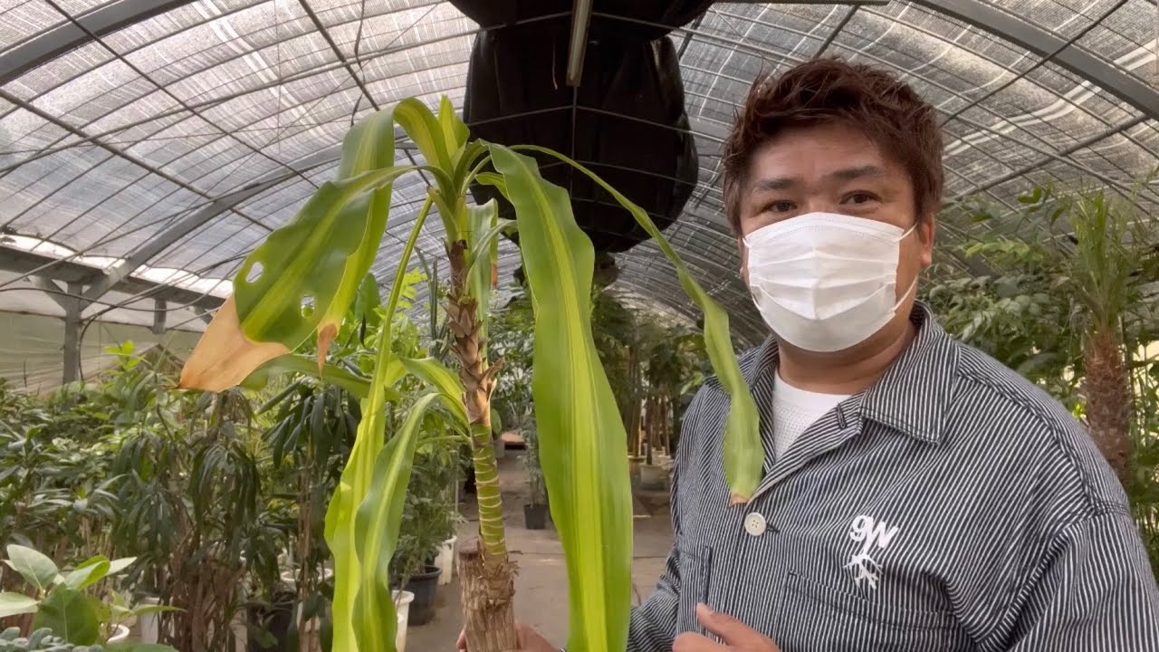 [実践]幸福の木の再生をわかりやすく教えます。令和4年度版