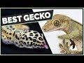 Crested Geckos VS Leopard Geckos: Which are Better?