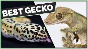 Crested Geckos VS Leopard Geckos: Which are Better?