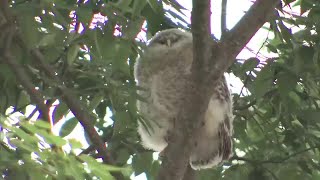 Two Owl Chicks Spotted for the First Time in Two Years at Nogi