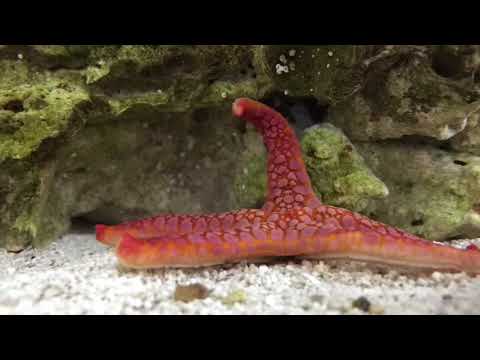 Time-Lapse of Starfish Walking