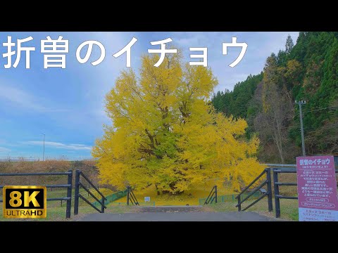 【折曽のイチョウ】ビッグイエロージュニア【青森県深浦町】8K