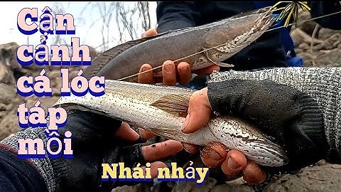 câu lure câu rê cá lóc sông bằng mồi giả nhái nhảy rất hay và hiểu quả/Thiên Caro Lure Fishing